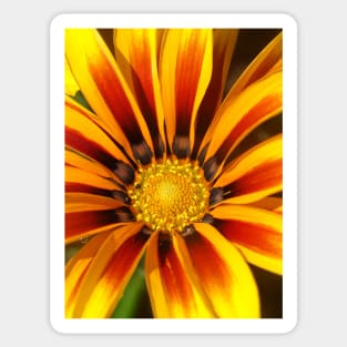 Gazania Sticker